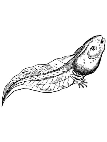 Realistic Tadpole Coloring Page